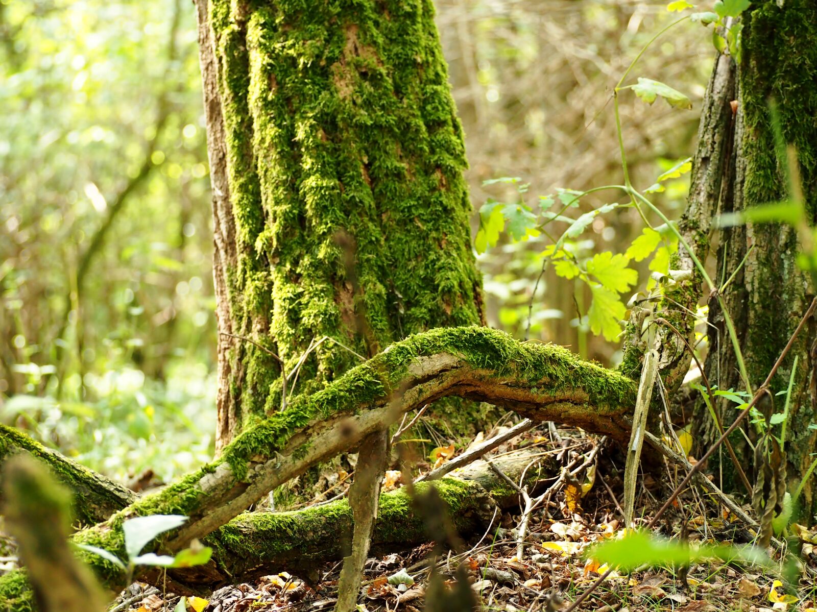 Olympus OM-D E-M10 sample photo. Moss, wood, forest photography