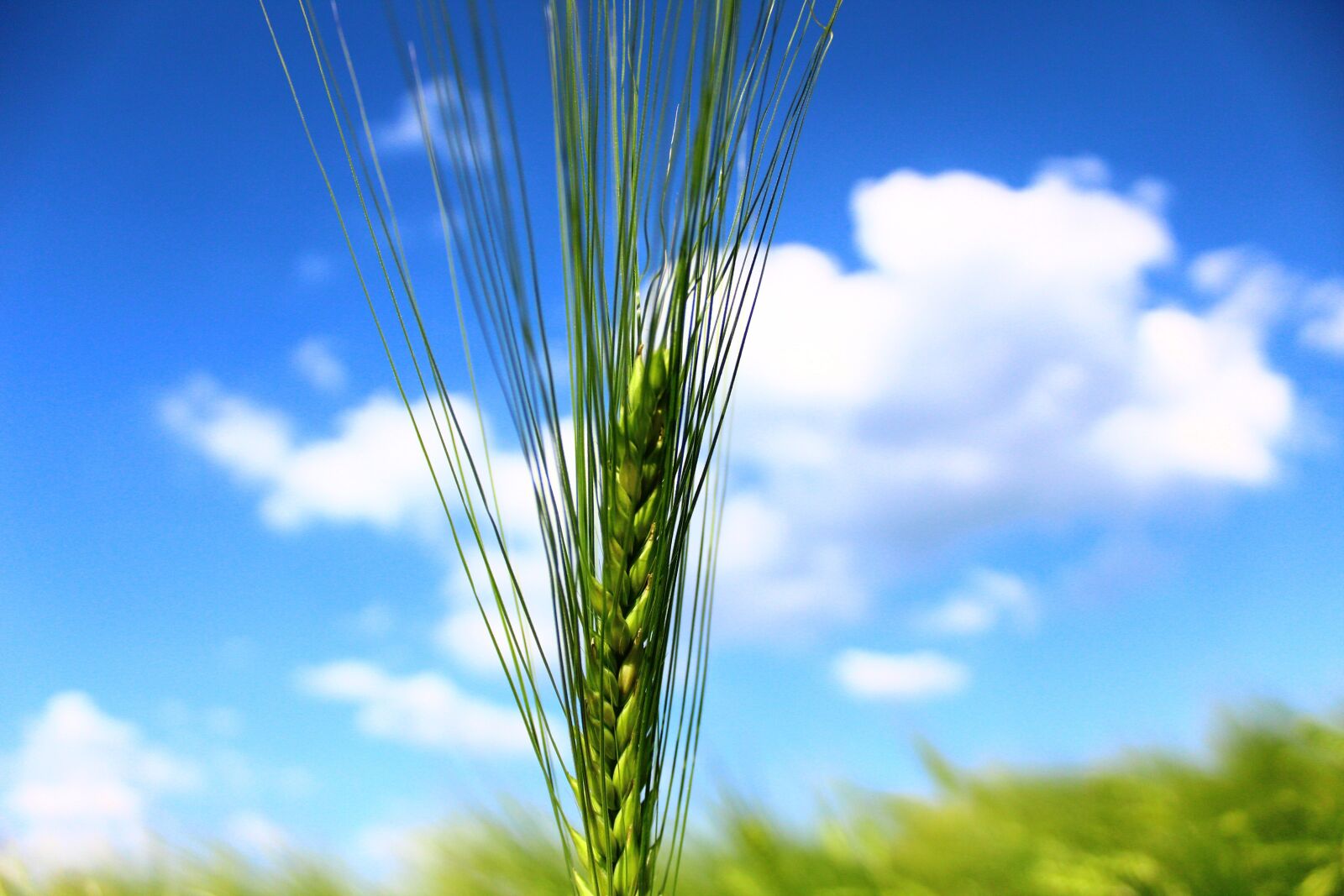 Canon EOS 1300D (EOS Rebel T6 / EOS Kiss X80) sample photo. Cereals, barley, field photography