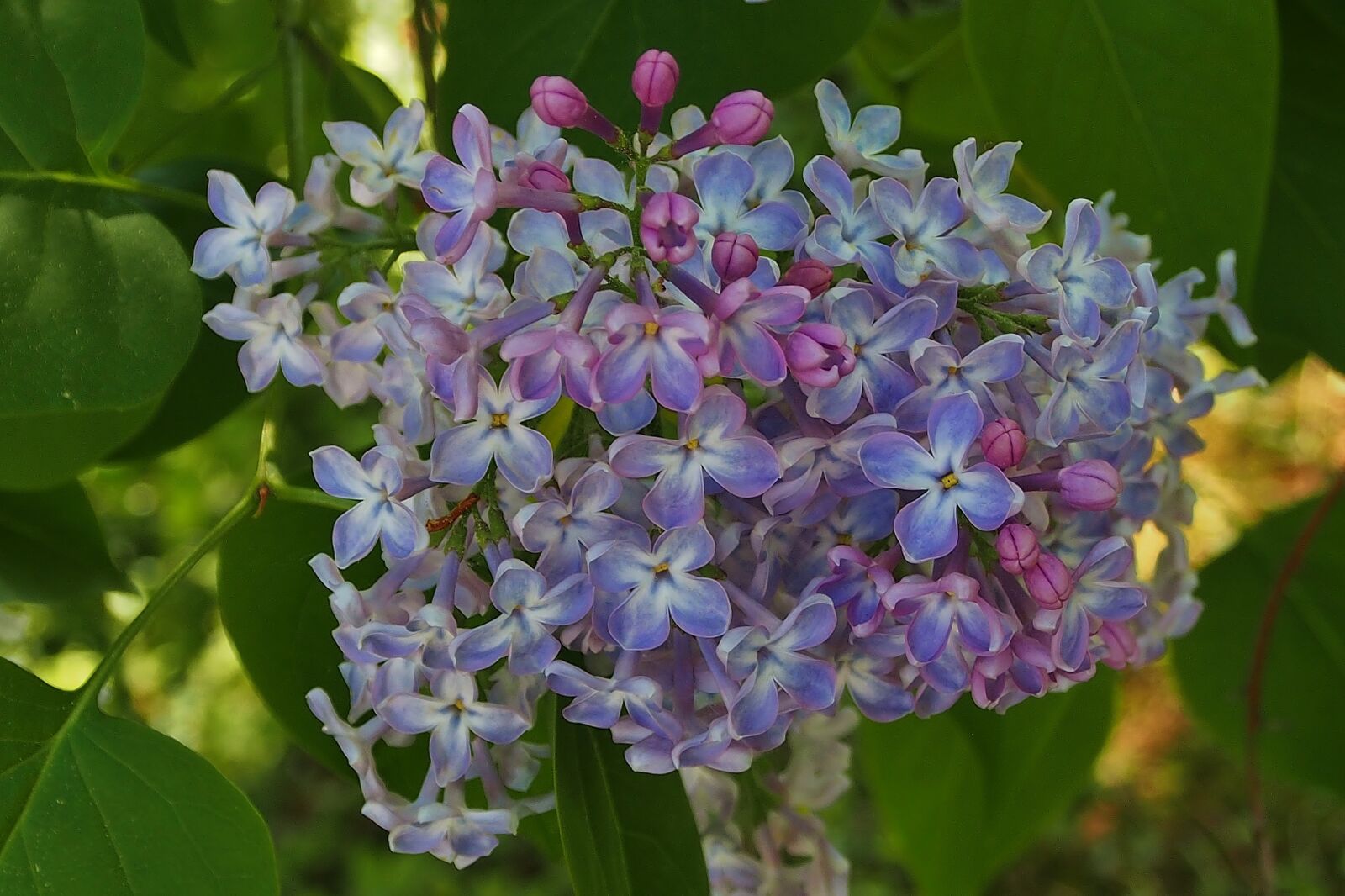 Olympus OM-D E-M5 sample photo. Lilac, flowers, lilac flower photography