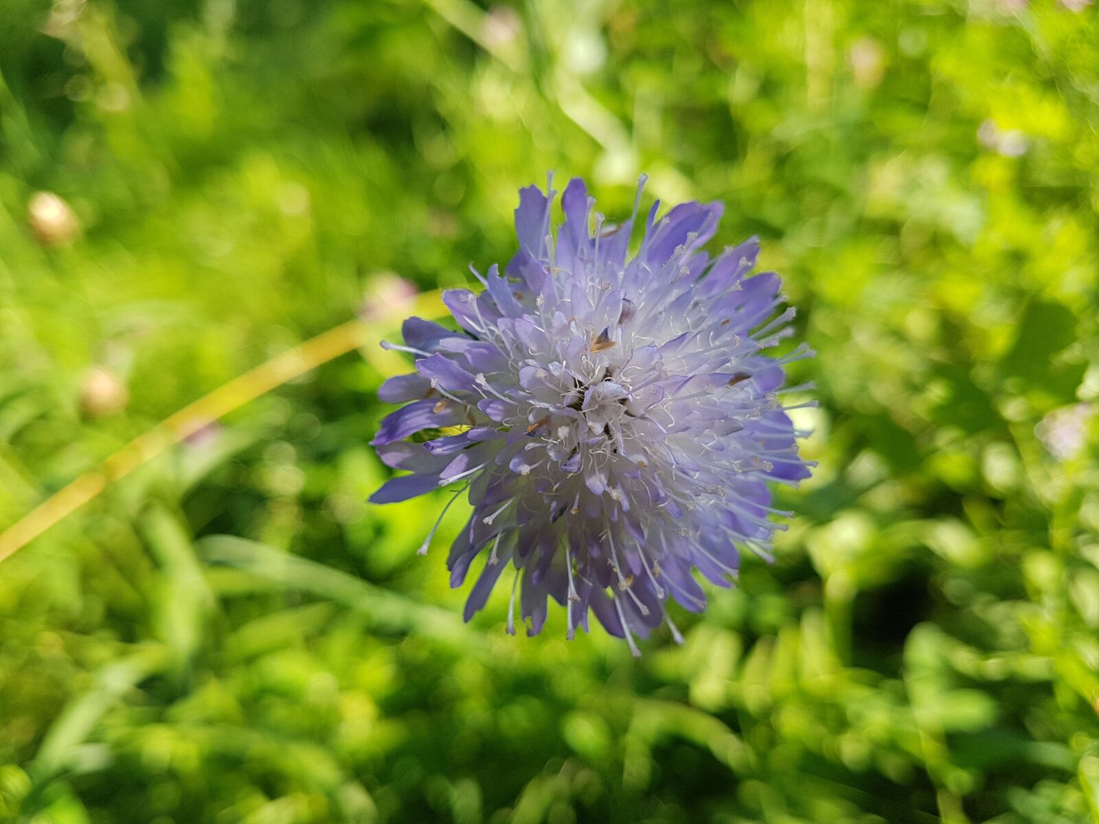Samsung Galaxy S7 Edge sample photo. Flower, small flower, summer photography