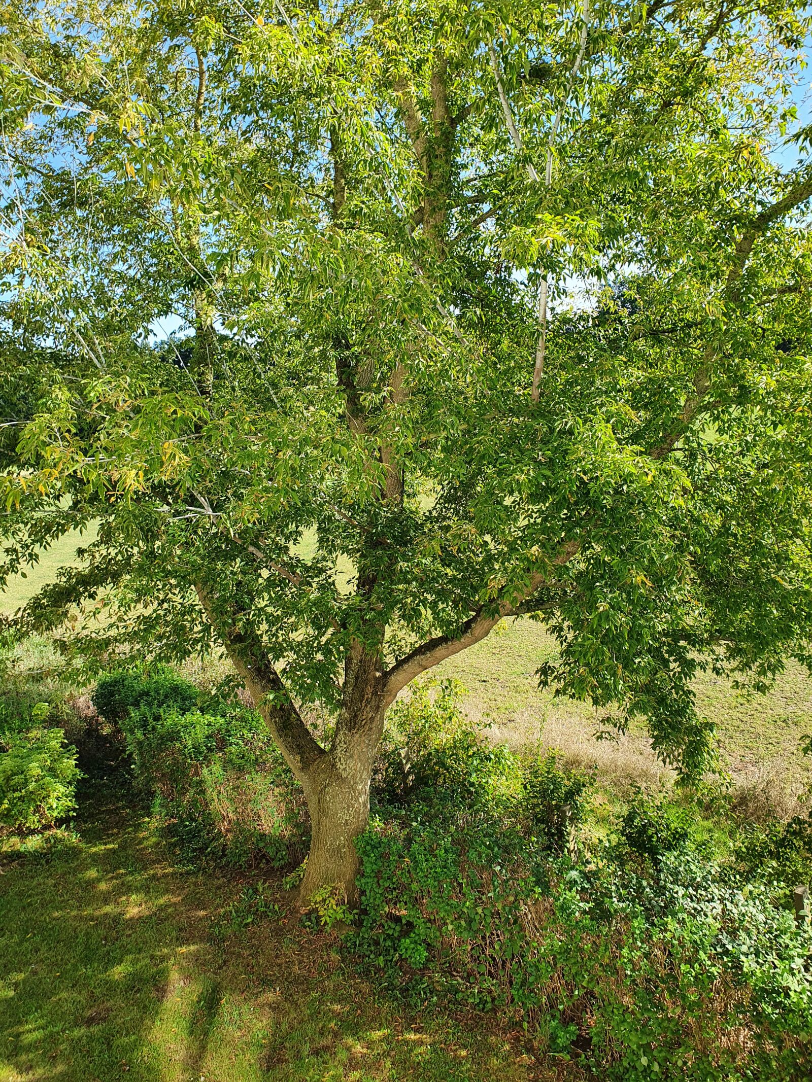 Samsung SM-G973F sample photo. Tree, summer, balcony photography