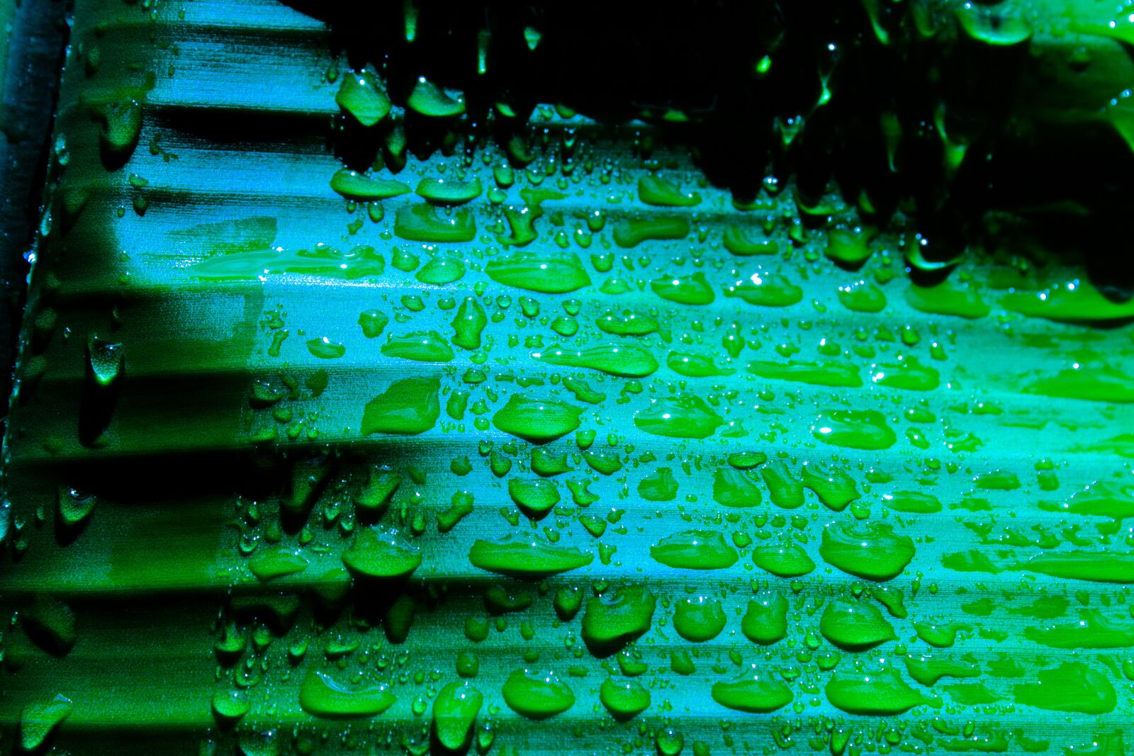 Canon EOS 1300D (EOS Rebel T6 / EOS Kiss X80) sample photo. Banana, leaf, wet photography