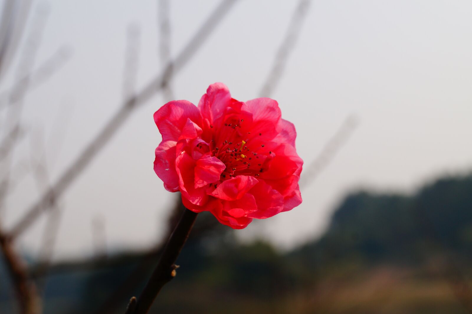 Sony DT 18-55mm F3.5-5.6 SAM II sample photo. Flower, red flower, blossom photography