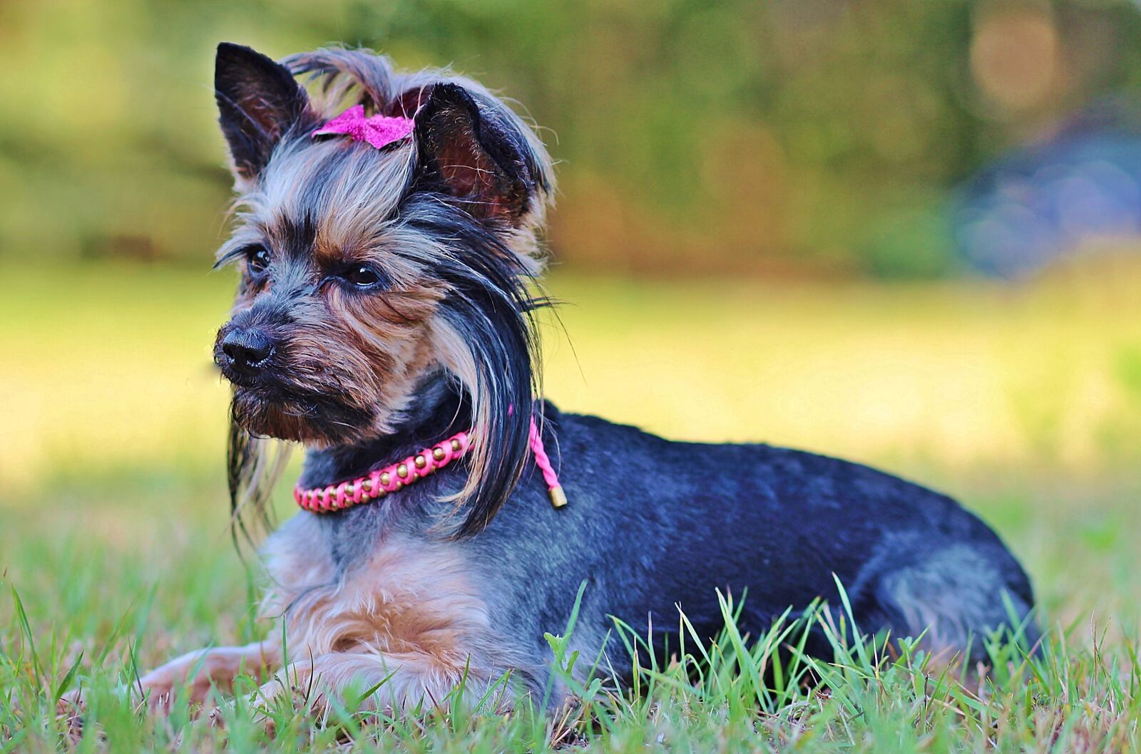Canon EOS 600D (Rebel EOS T3i / EOS Kiss X5) + Canon EF 85mm F1.8 USM sample photo. Beauty, yorkie, dog photography