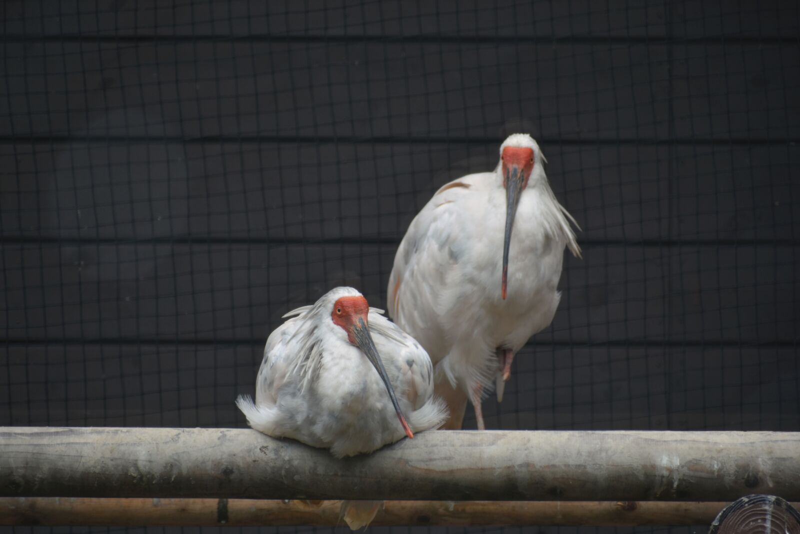 Nikon D7200 sample photo. Animal, bird, ibis photography