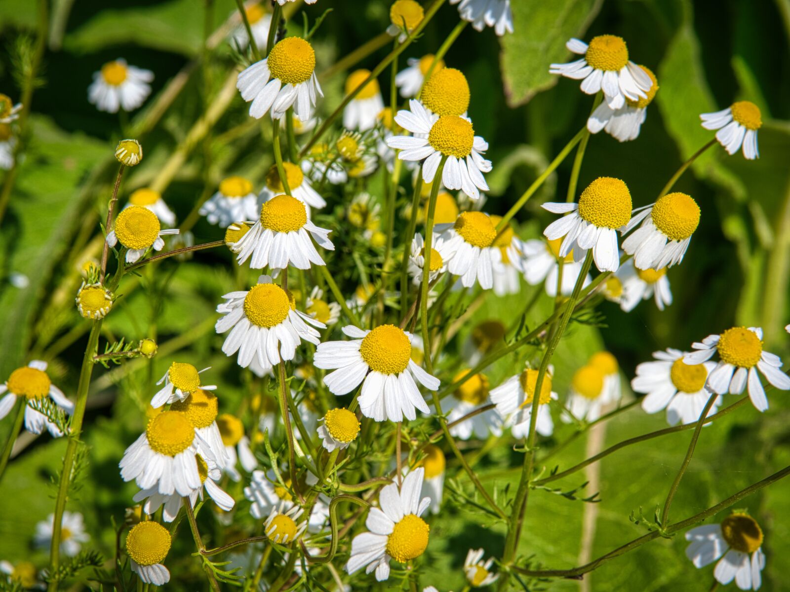 Nikon D7500 sample photo. Genuine chamomile, chamomile, composites photography
