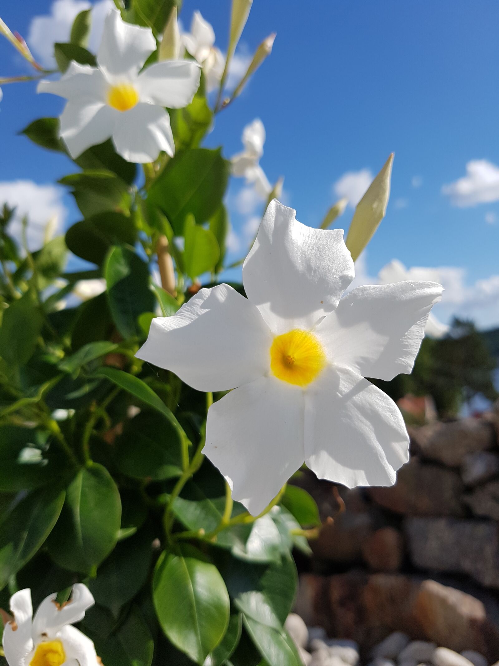 Samsung Galaxy S7 Edge sample photo. Flowers, summer, colors photography