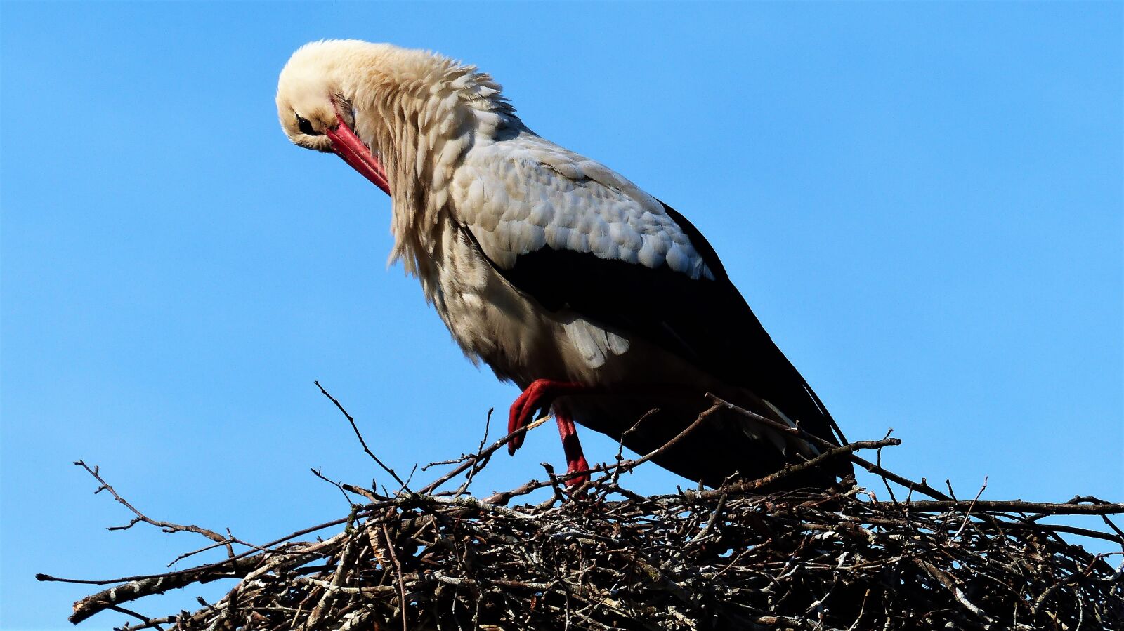 Panasonic Lumix DMC-FZ200 sample photo. France, strasbourg, stork photography