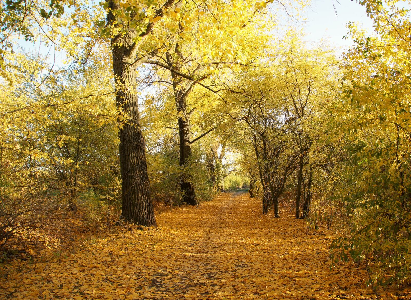 Sony SLT-A58 sample photo. Autumn, yellow, path photography