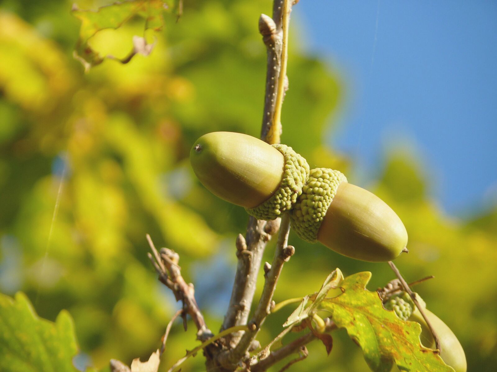 Panasonic Lumix DMC-FZ35 (Lumix DMC-FZ38) sample photo. Acorn, fruit, tree photography