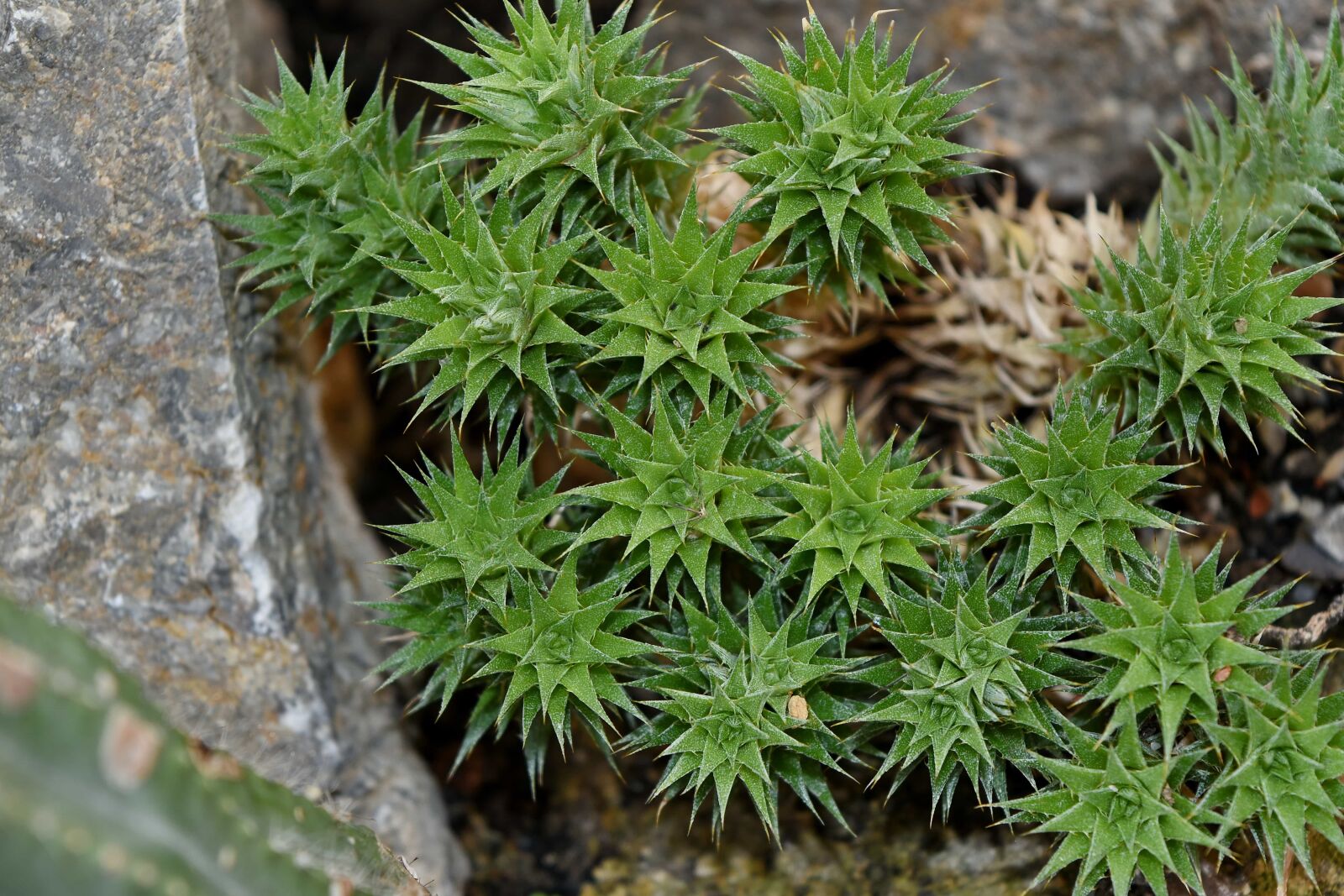 Nikon D5500 sample photo. Cactus, green leaf, sharp photography