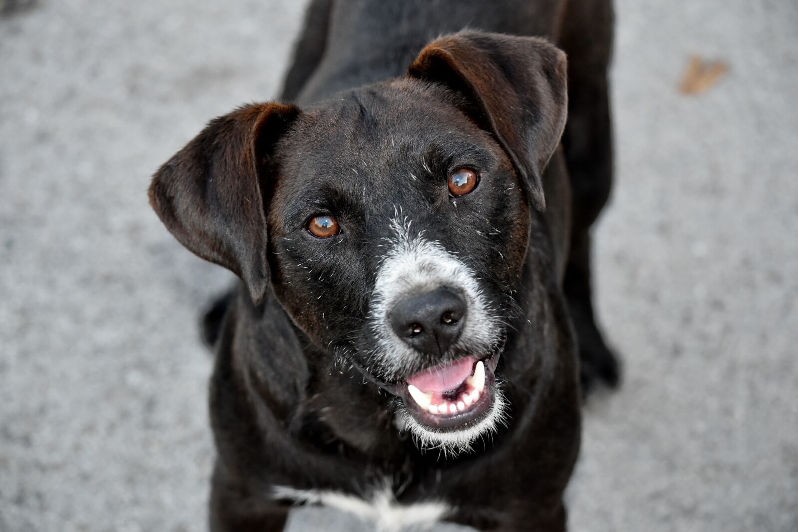 Nikon D5500 sample photo. Black, dog, eyes, face photography