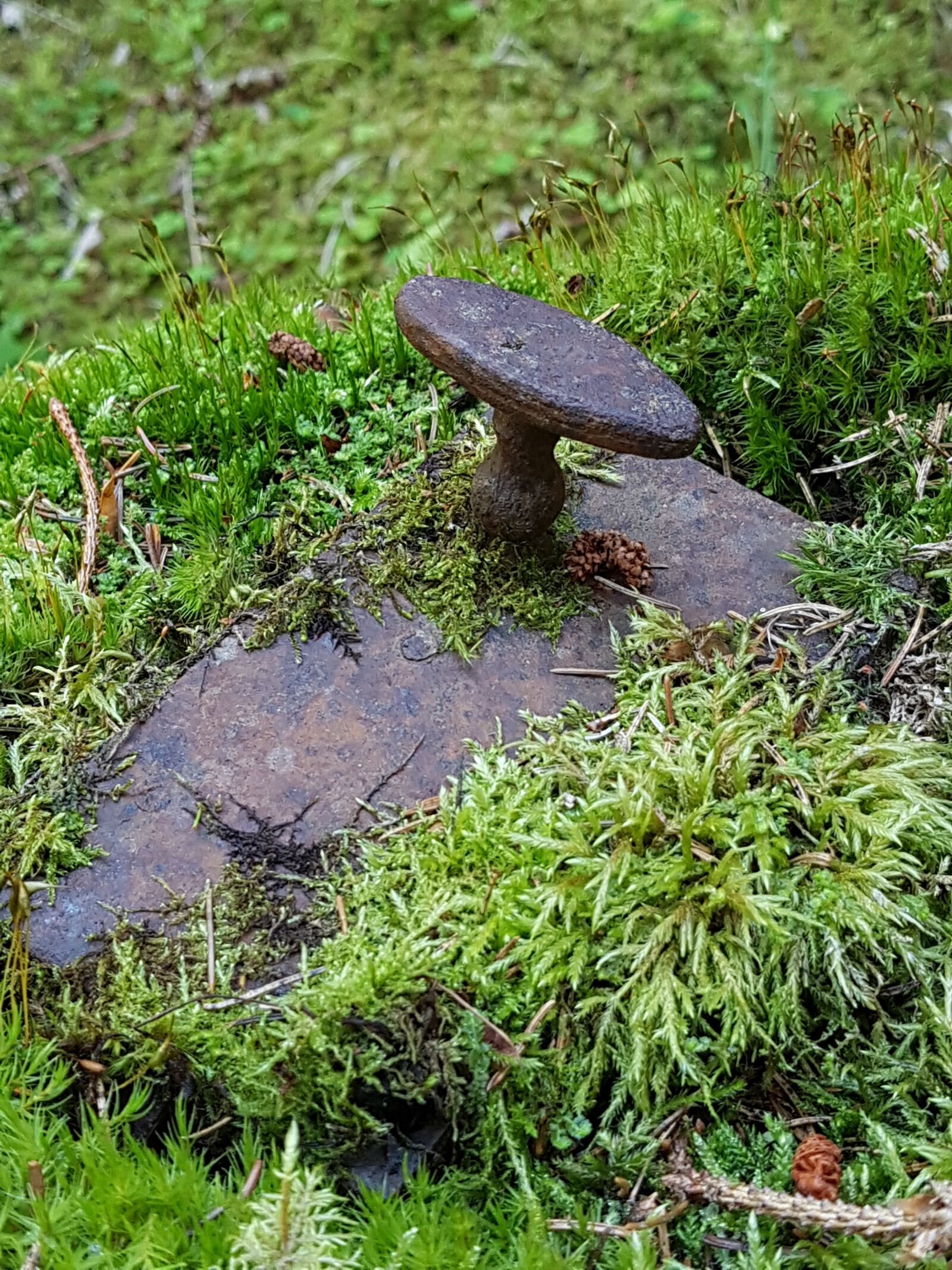 Samsung Galaxy S7 sample photo. Nature takes over, lock photography