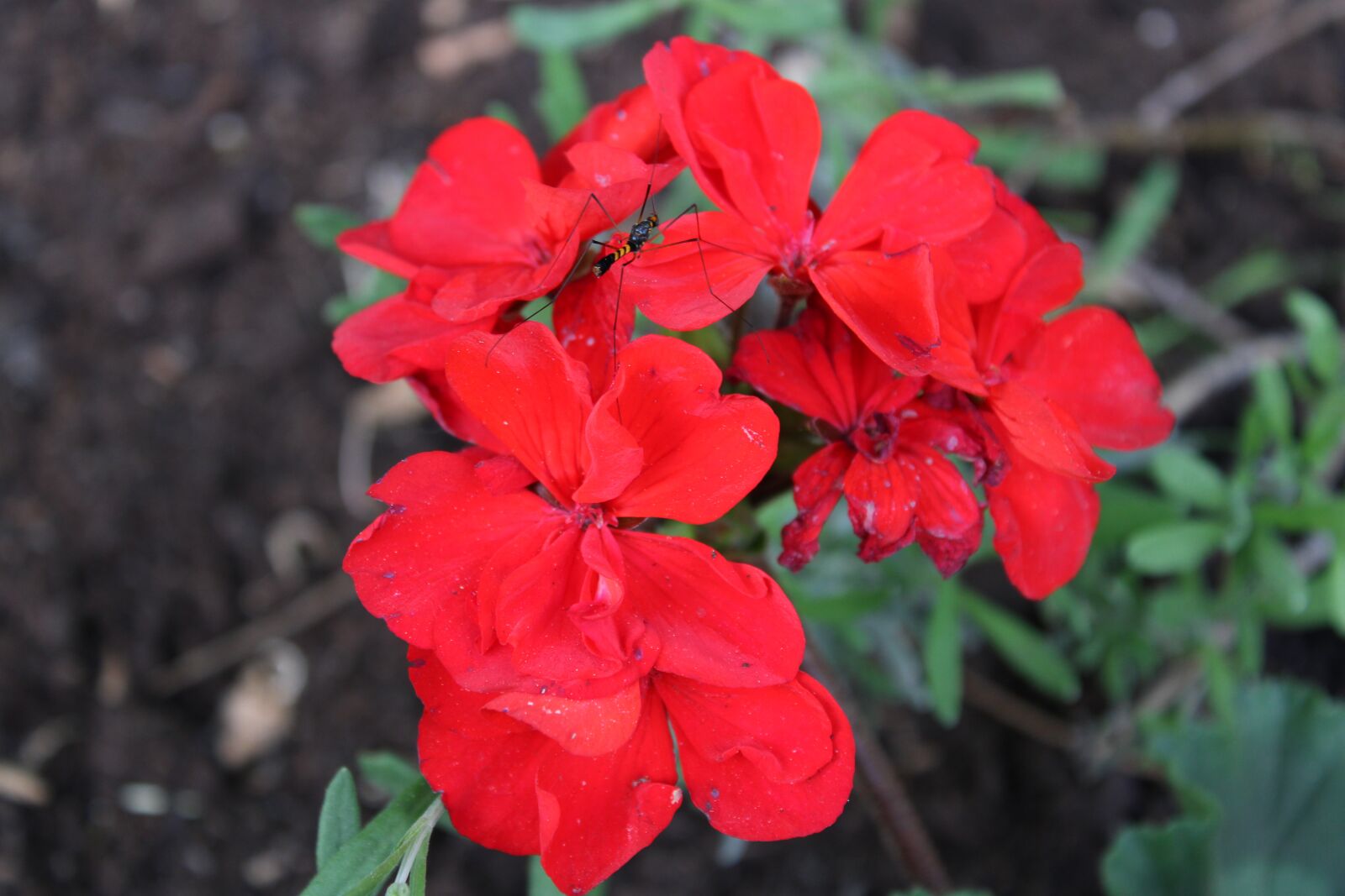 Canon EOS 2000D (EOS Rebel T7 / EOS Kiss X90 / EOS 1500D) sample photo. Red, bloom, petal photography