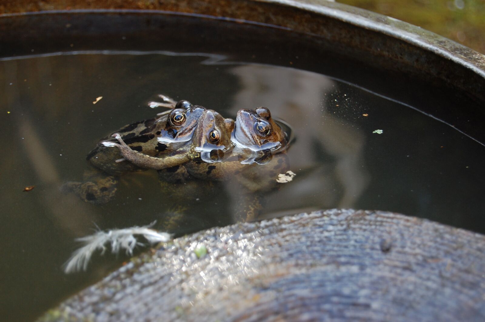 Nikon D40 sample photo. Amphibian, frogs, nature photography