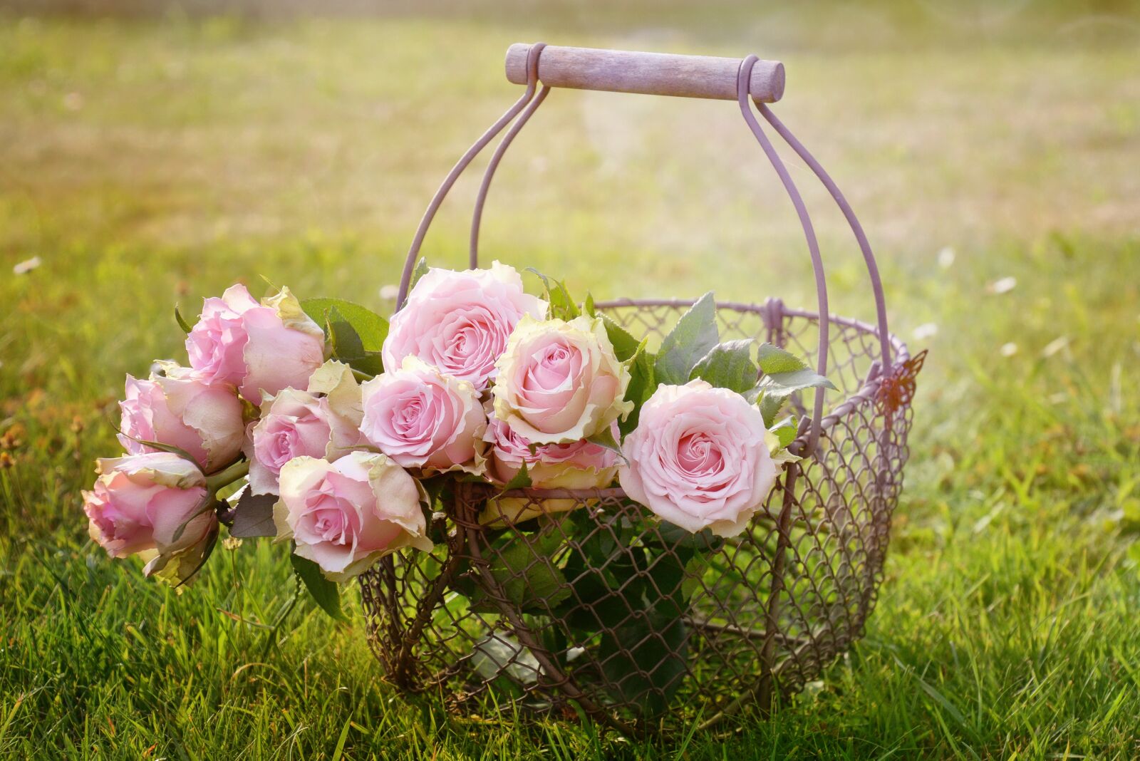 Nikon D7100 sample photo. Roses, blossom, bloom photography