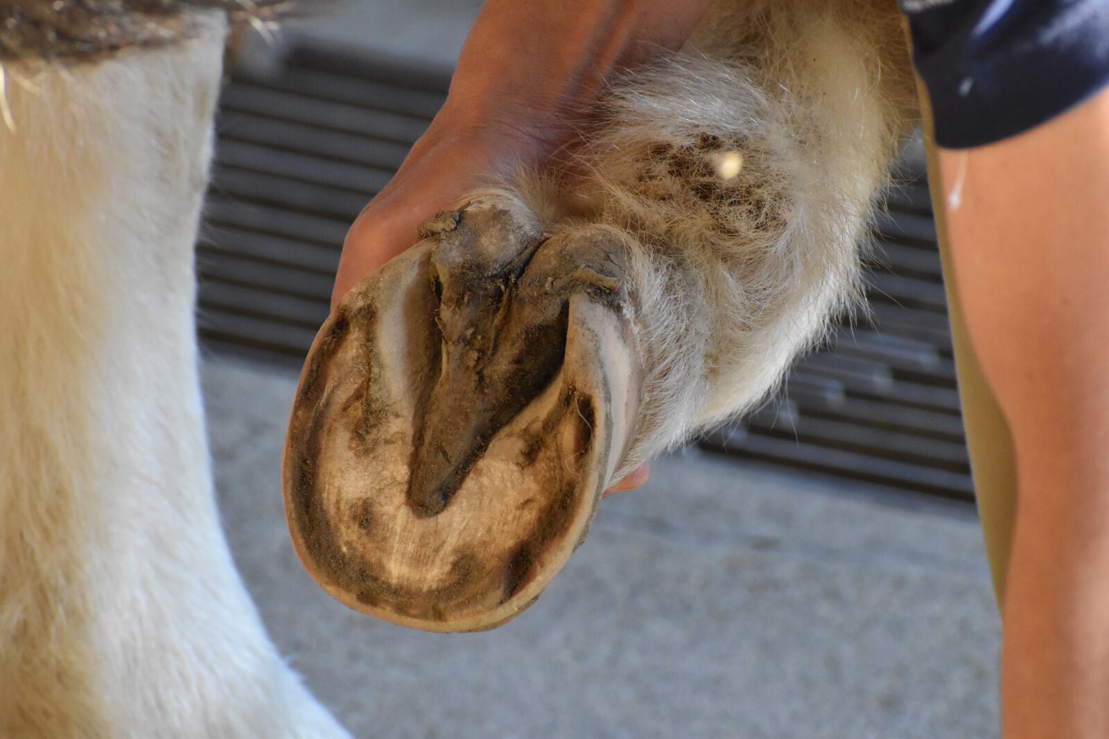 Nikon D5600 sample photo. Horse, animal, zoo photography