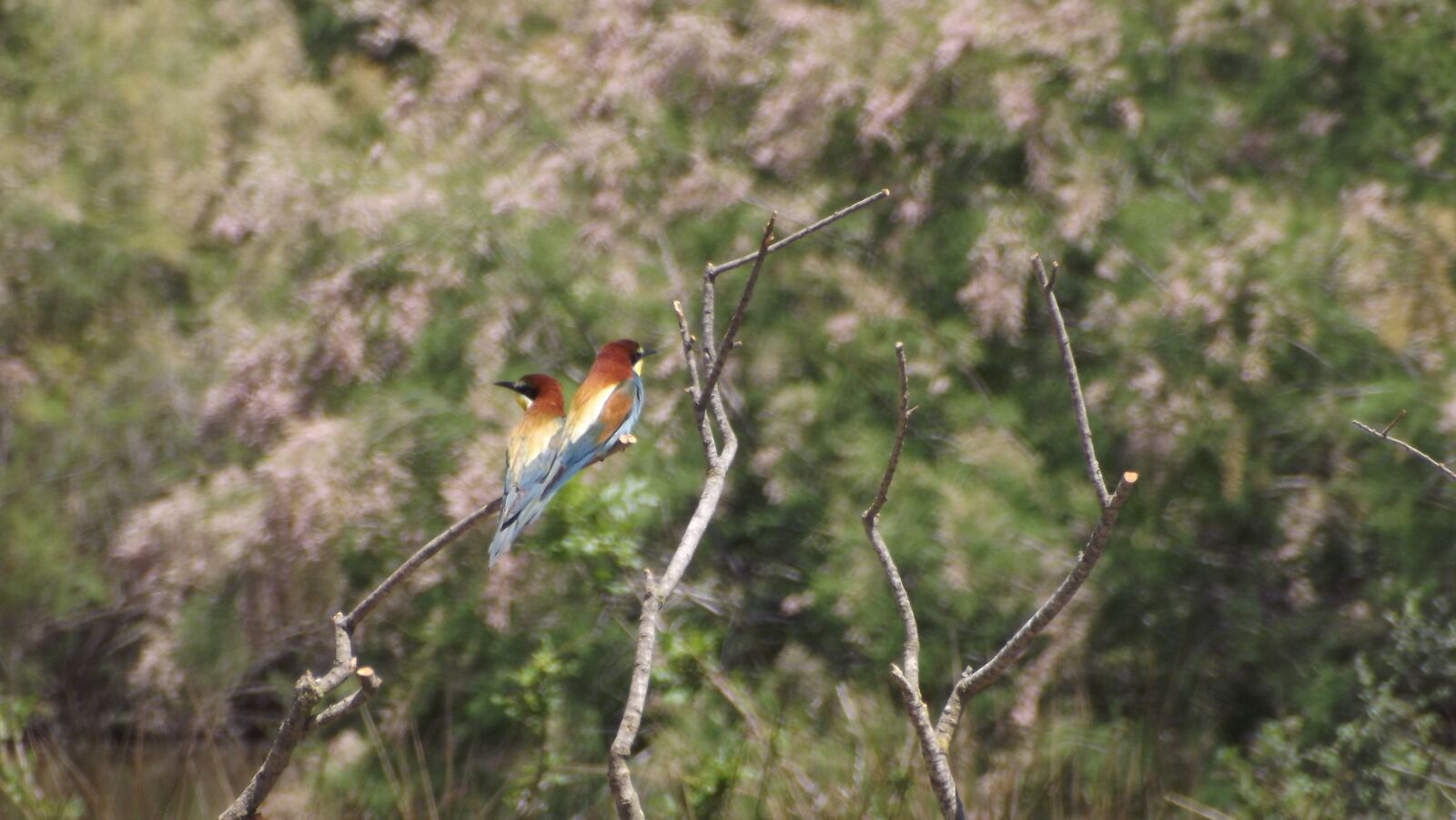 FujiFilm FinePix S4000 (FinePix S4050) sample photo. Little bee-eater, birds, tamaris photography