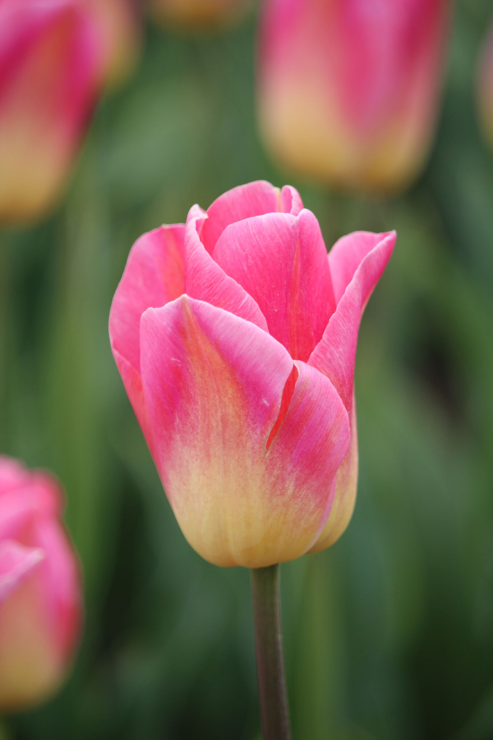 Canon EOS 1200D (EOS Rebel T5 / EOS Kiss X70 / EOS Hi) sample photo. Vanilla slice, tulip, netherlands photography