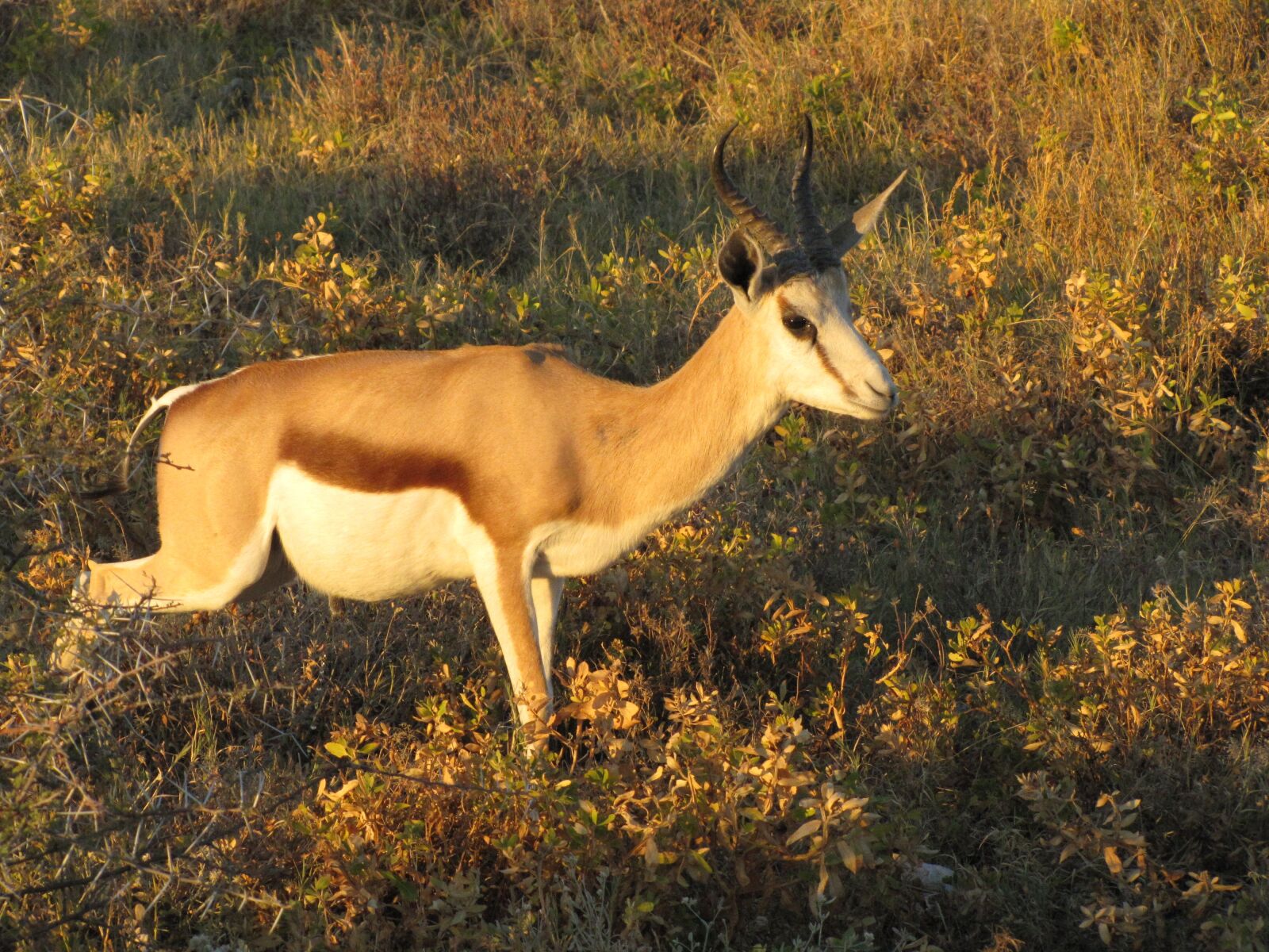 Canon PowerShot SX20 IS sample photo. Wildlife, antelope springbox, namibia photography