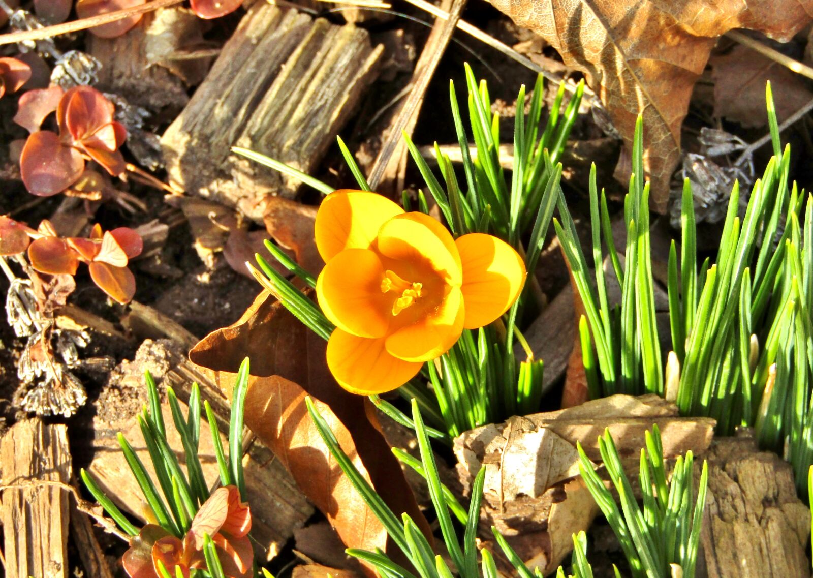 Canon POWERSHOT SX432 IS sample photo. Crocus, yellow, blossom photography