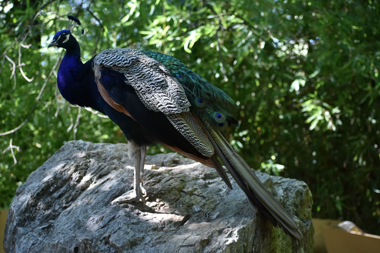 Nikon D3400 sample photo. Peacock, zoo, pistoia photography