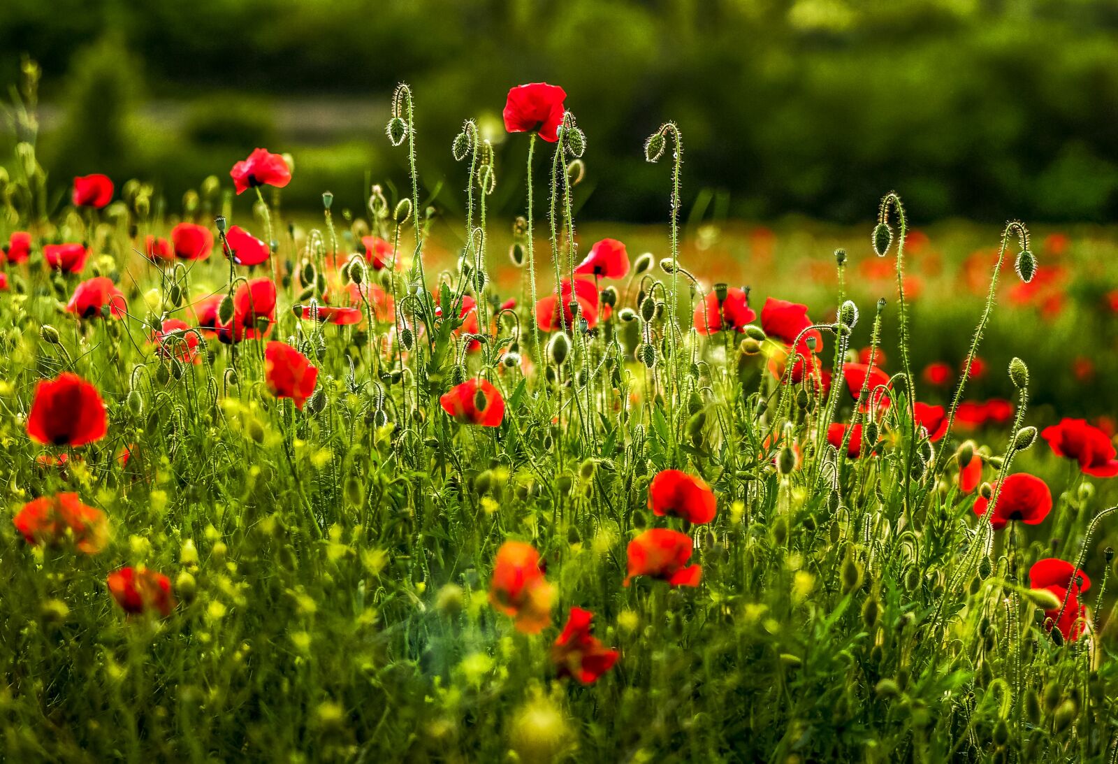 Sony Planar T* FE 50mm F1.4 ZA sample photo. Flowers, maki, red photography