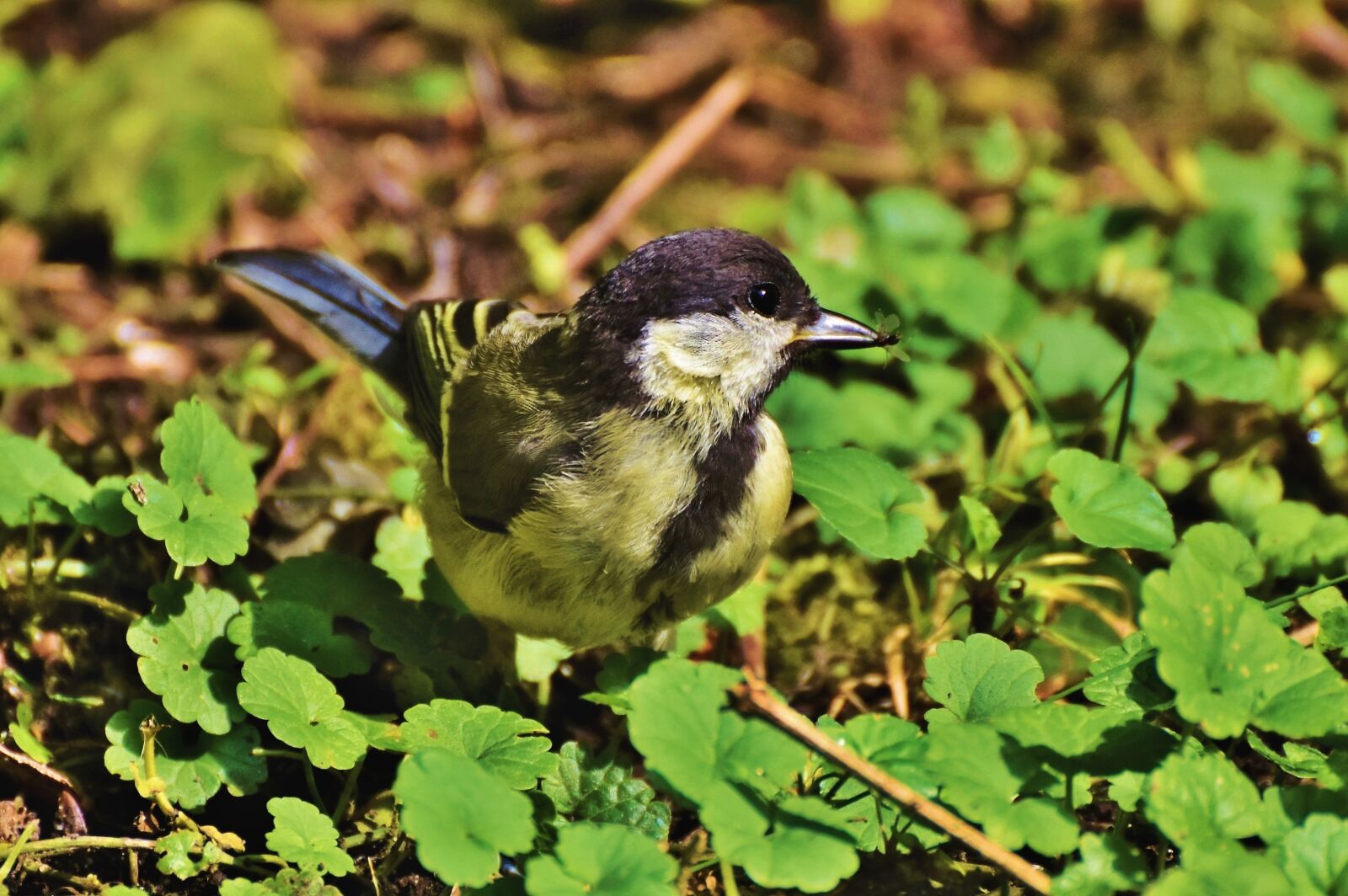 Nikon D7200 sample photo. Tit, songbird, bird photography