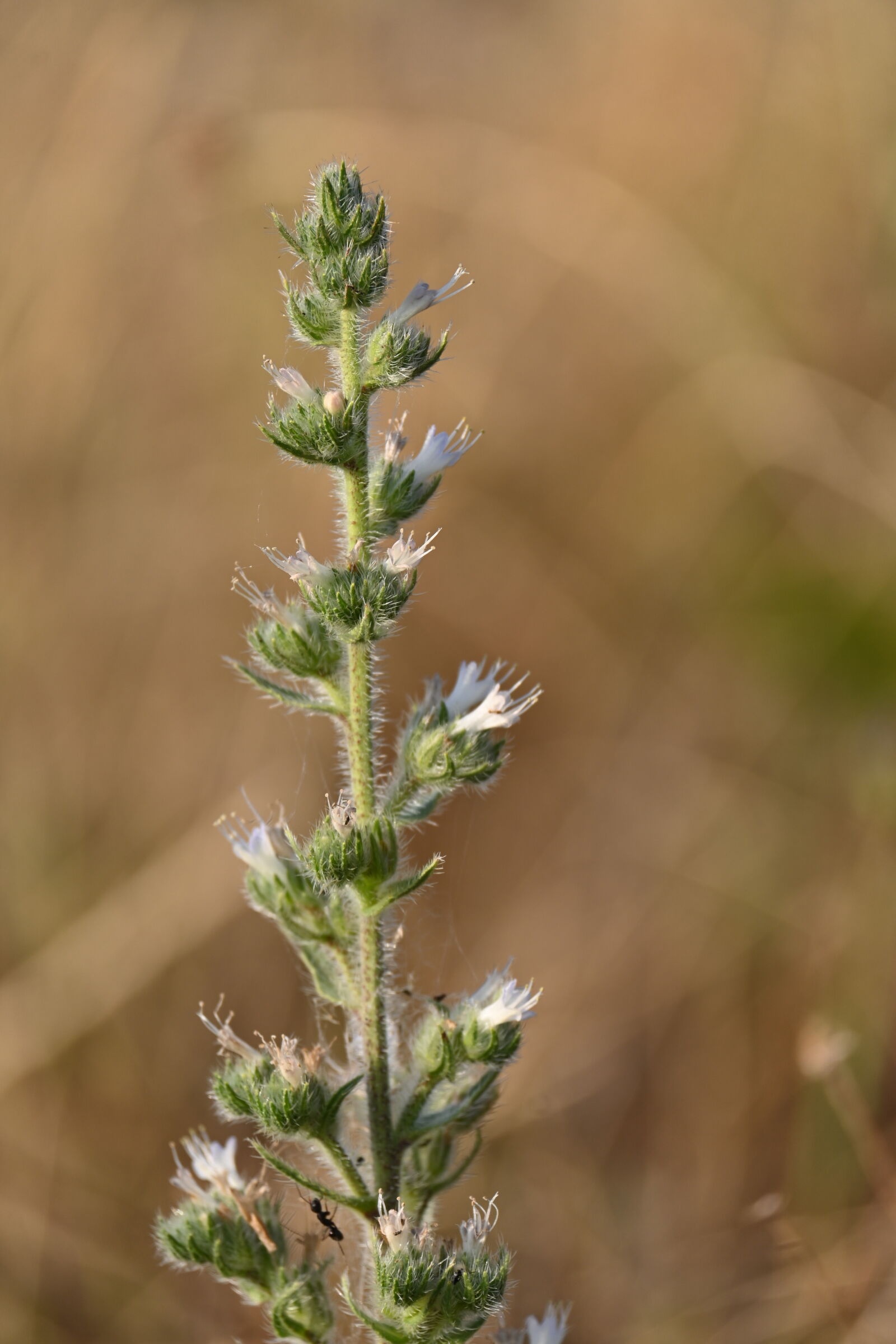 Nikon Z 50 sample photo