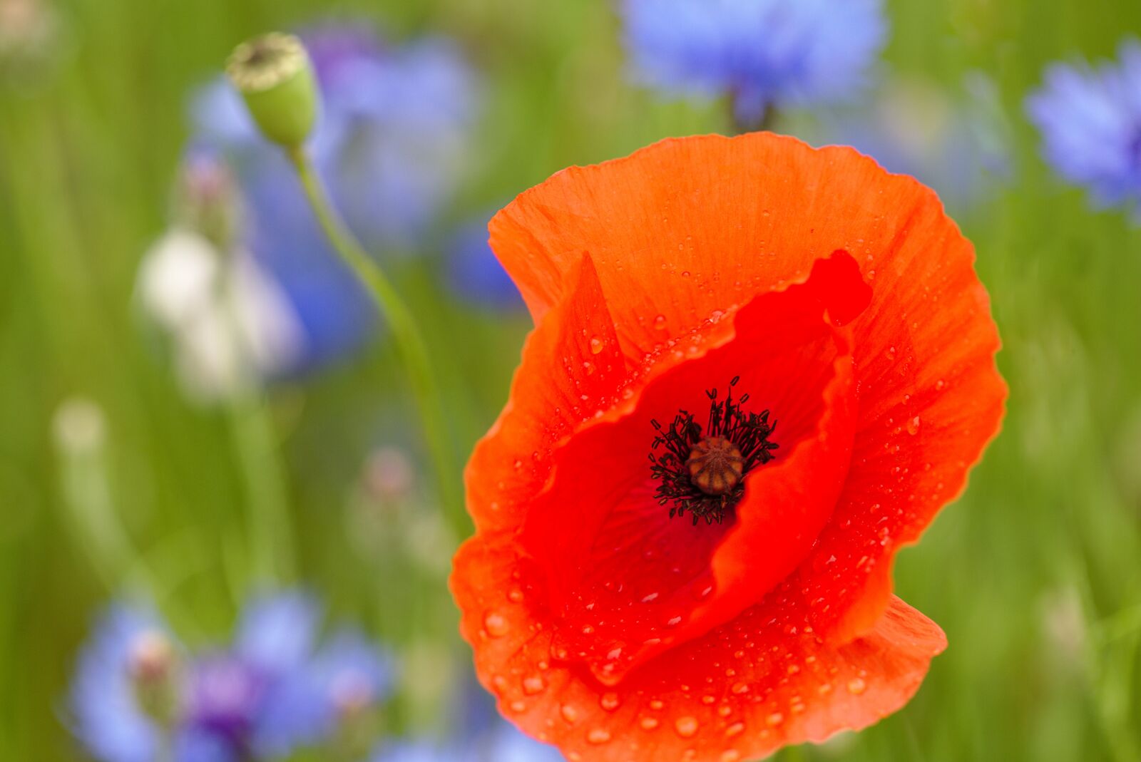 Canon EOS M5 sample photo. Meadow, poppy, cornflower photography