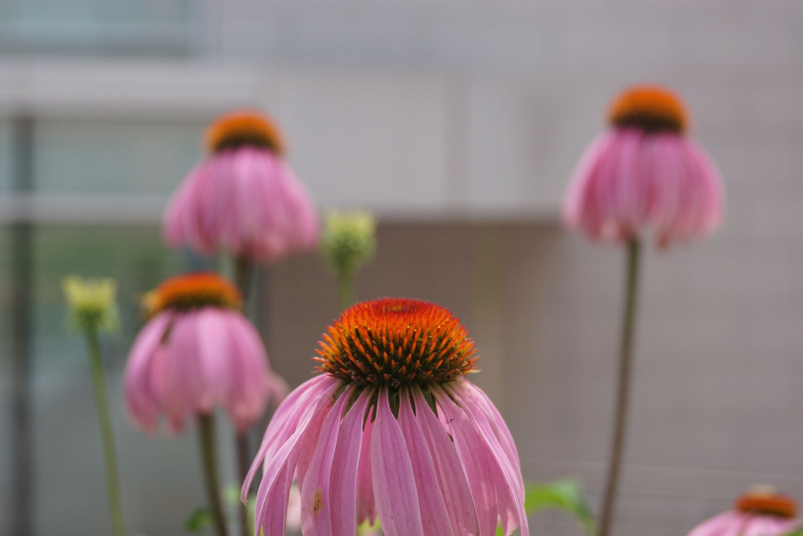 Sony SLT-A65 (SLT-A65V) + Sony DT 18-55mm F3.5-5.6 SAM sample photo. Flower, beautiful scene, seoul photography