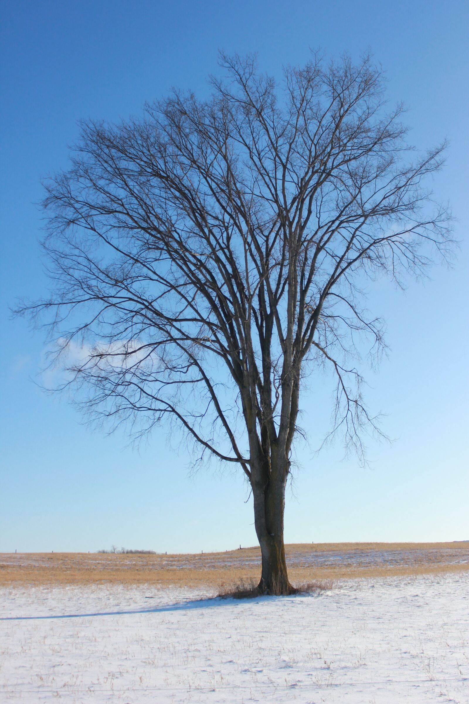 Canon EOS 550D (EOS Rebel T2i / EOS Kiss X4) sample photo. Elm tree, blue sky photography