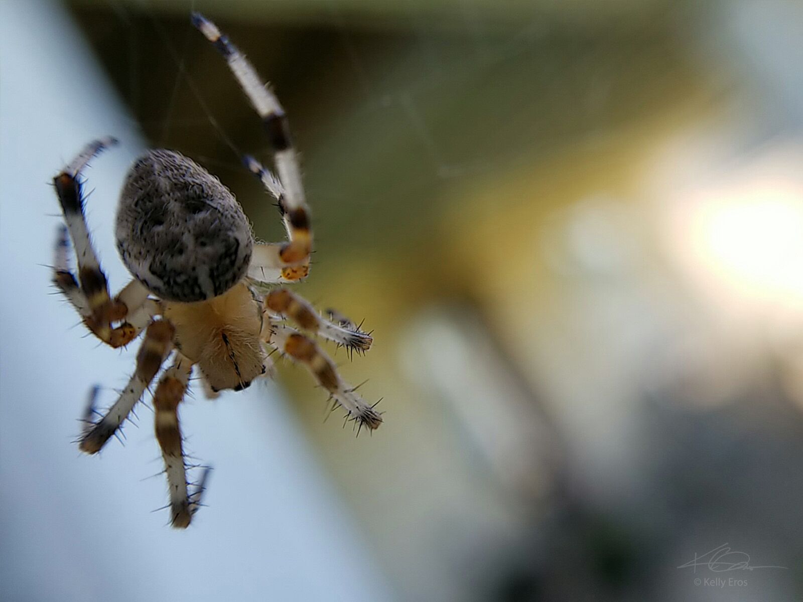 Samsung Galaxy S8+ sample photo. Spider, arachnid, nature photography