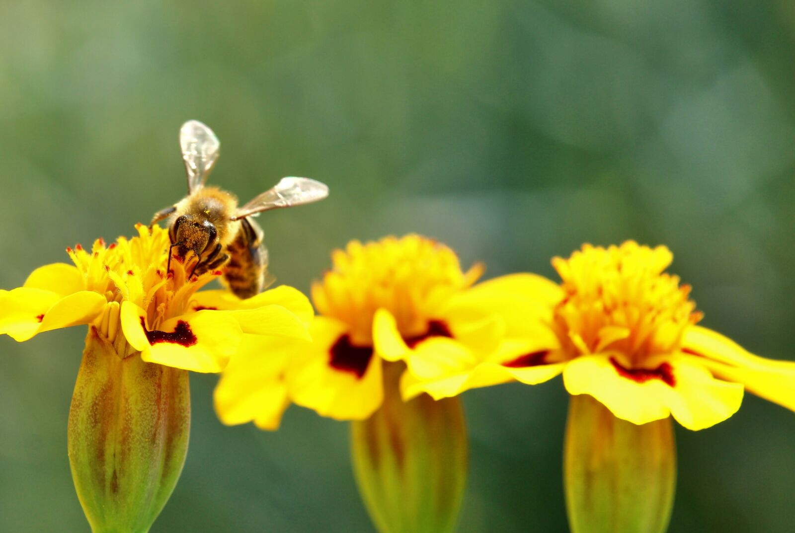 Canon EF-S 55-250mm F4-5.6 IS STM sample photo. Bee, marigold, pollination photography