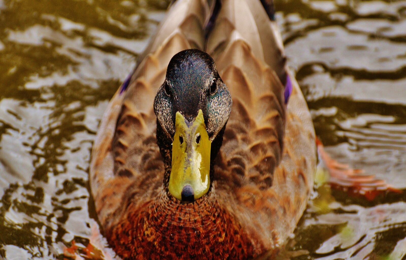 Nikon D3200 sample photo. Duck, water bird, poultry photography