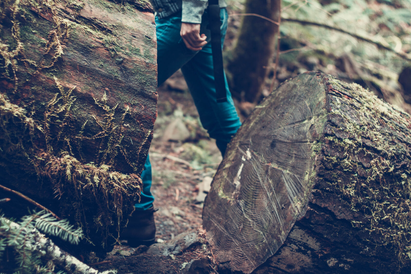 Canon EOS 50D + Canon EF 50mm F1.8 II sample photo. Close, up, log, outdoors photography