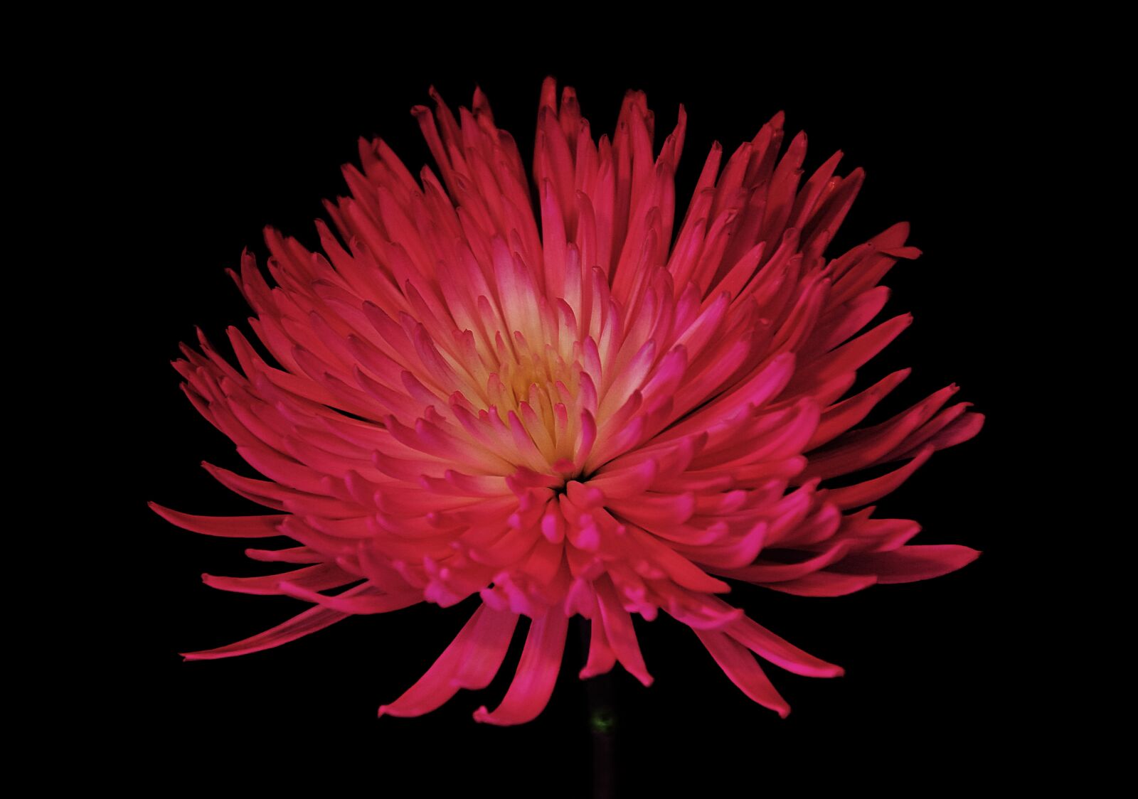 Nikon D5500 sample photo. Chrysanthemum, mum, flower photography