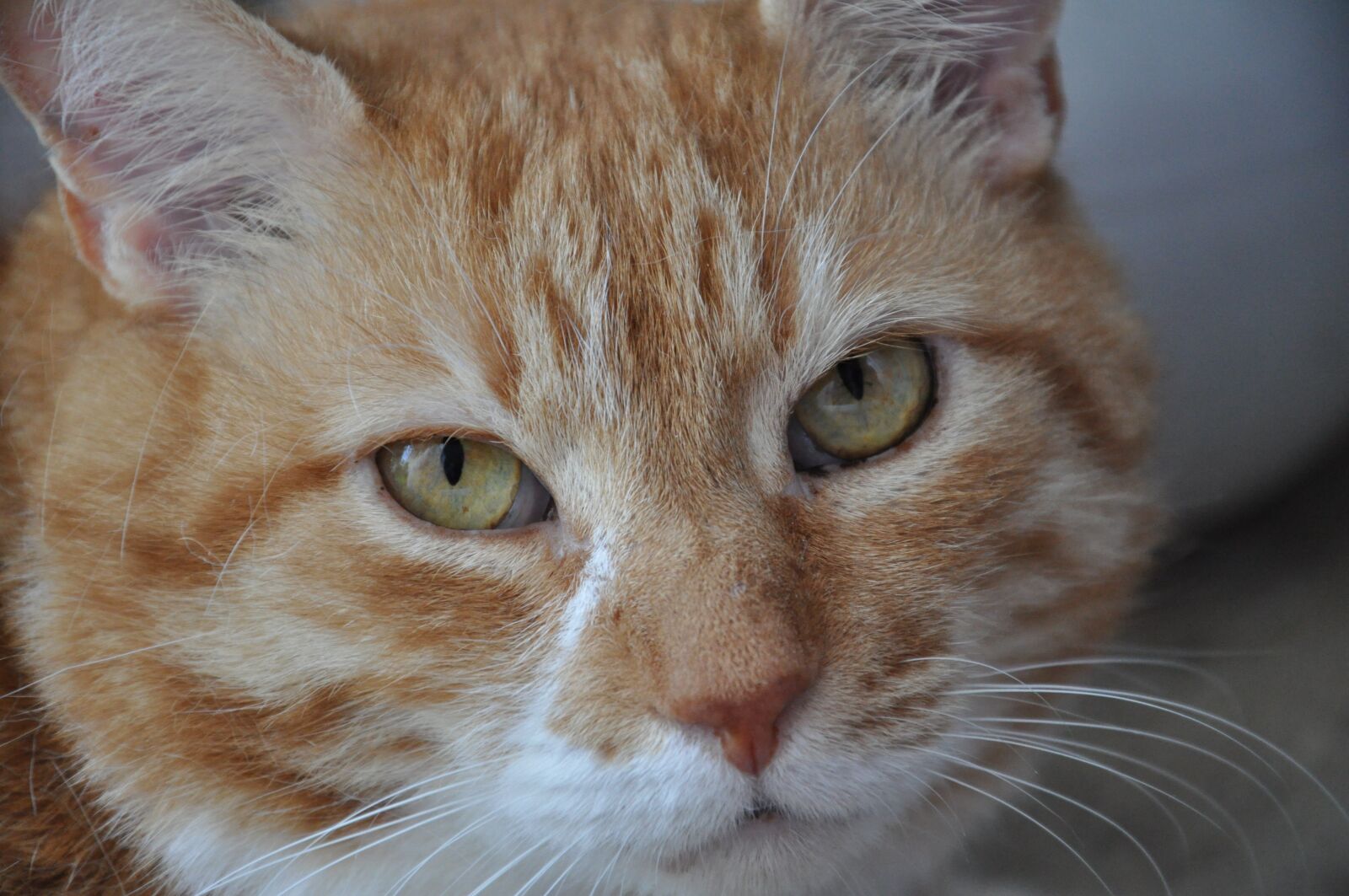 Nikon D5000 sample photo. Cat, rudy, muzzles photography