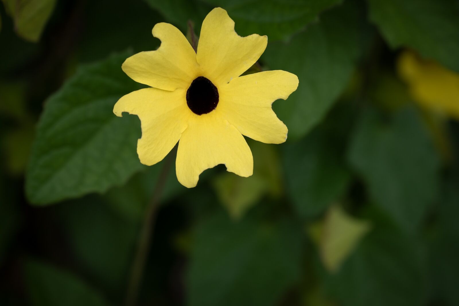Nikon D750 sample photo. Flower, blossom, bloom photography
