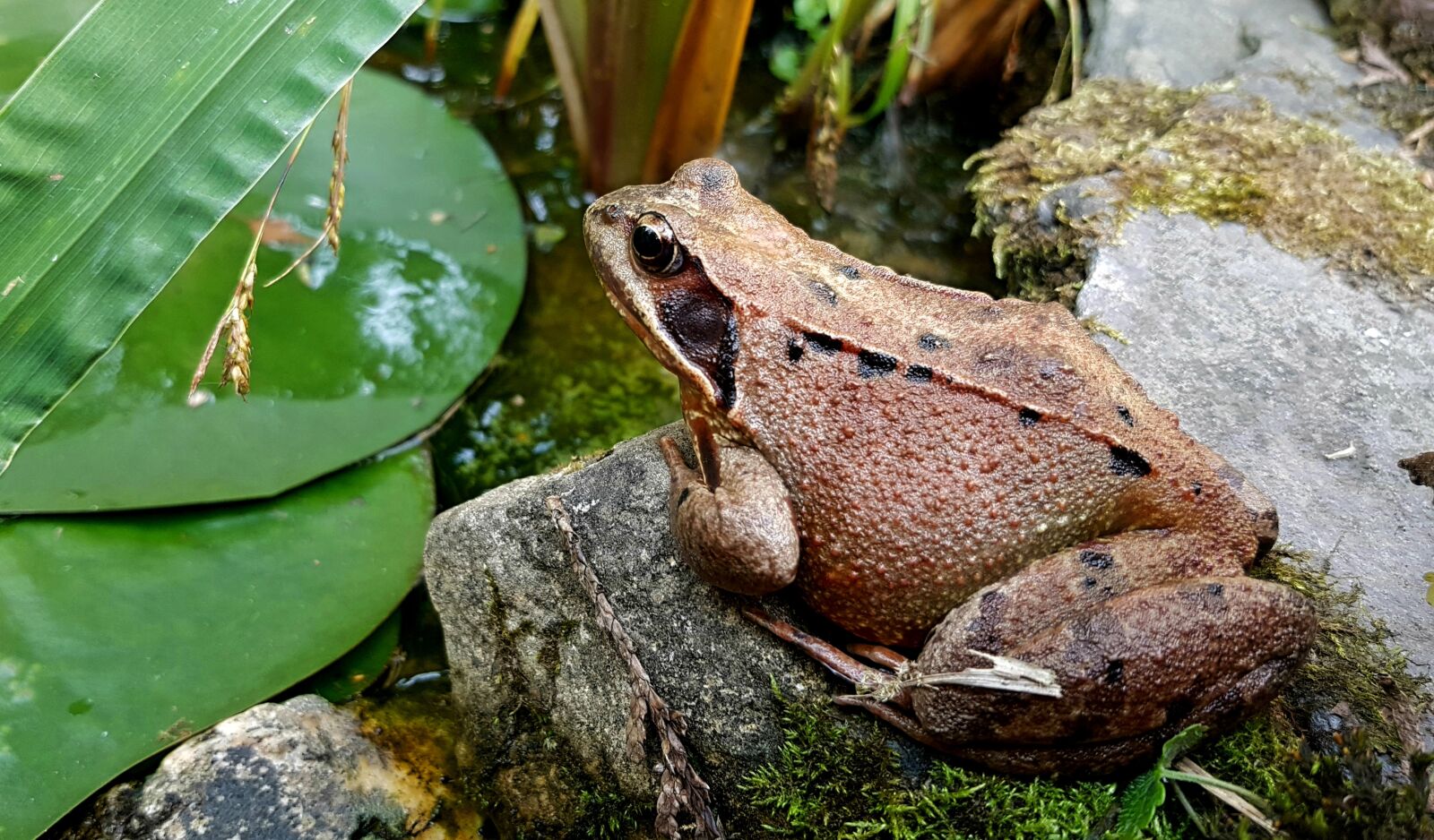 Samsung Galaxy S7 sample photo. Frog, animal, nature photography