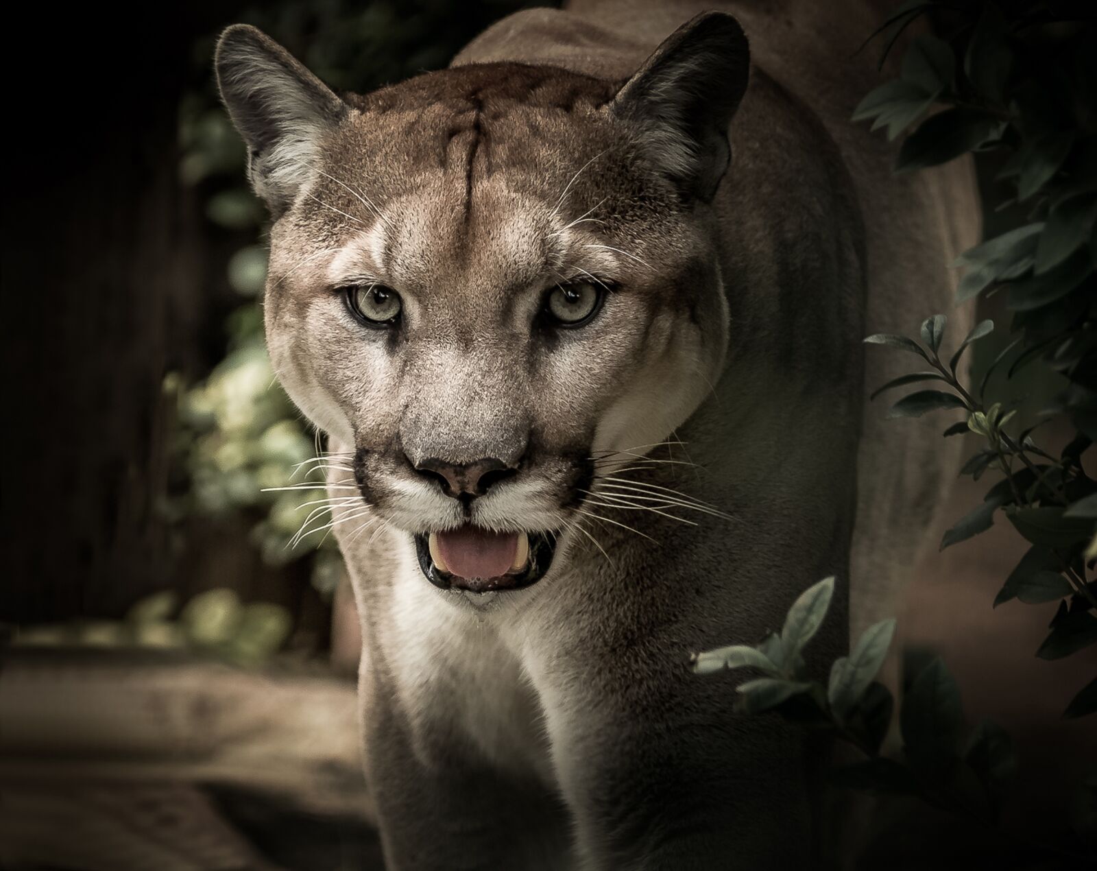 Nikon D7000 sample photo. Puma, feline, predator photography