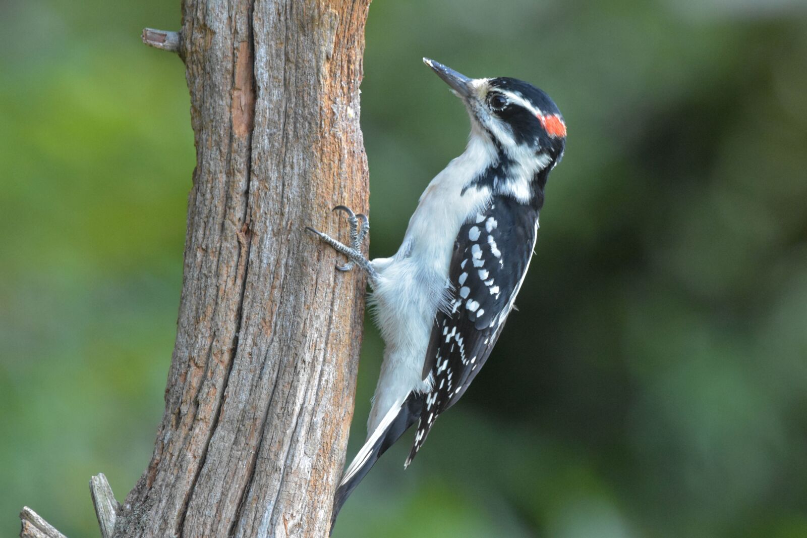 Nikon D3400 sample photo. Bird, male hairy woodpecker photography