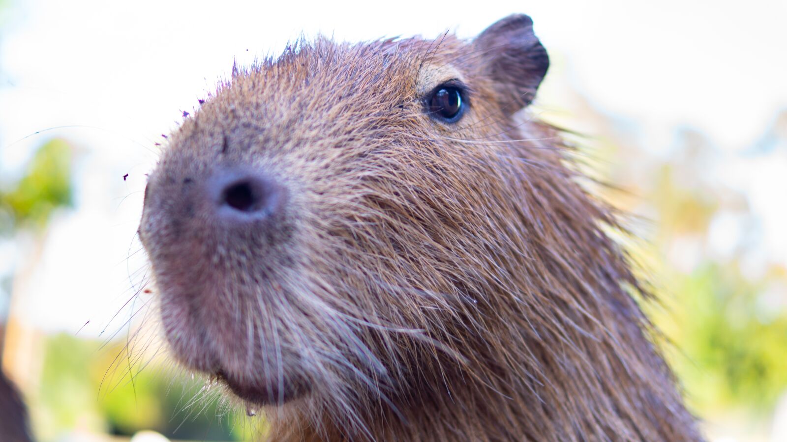Sony DT 35mm F1.8 SAM sample photo. Capybara, rodent, nager photography