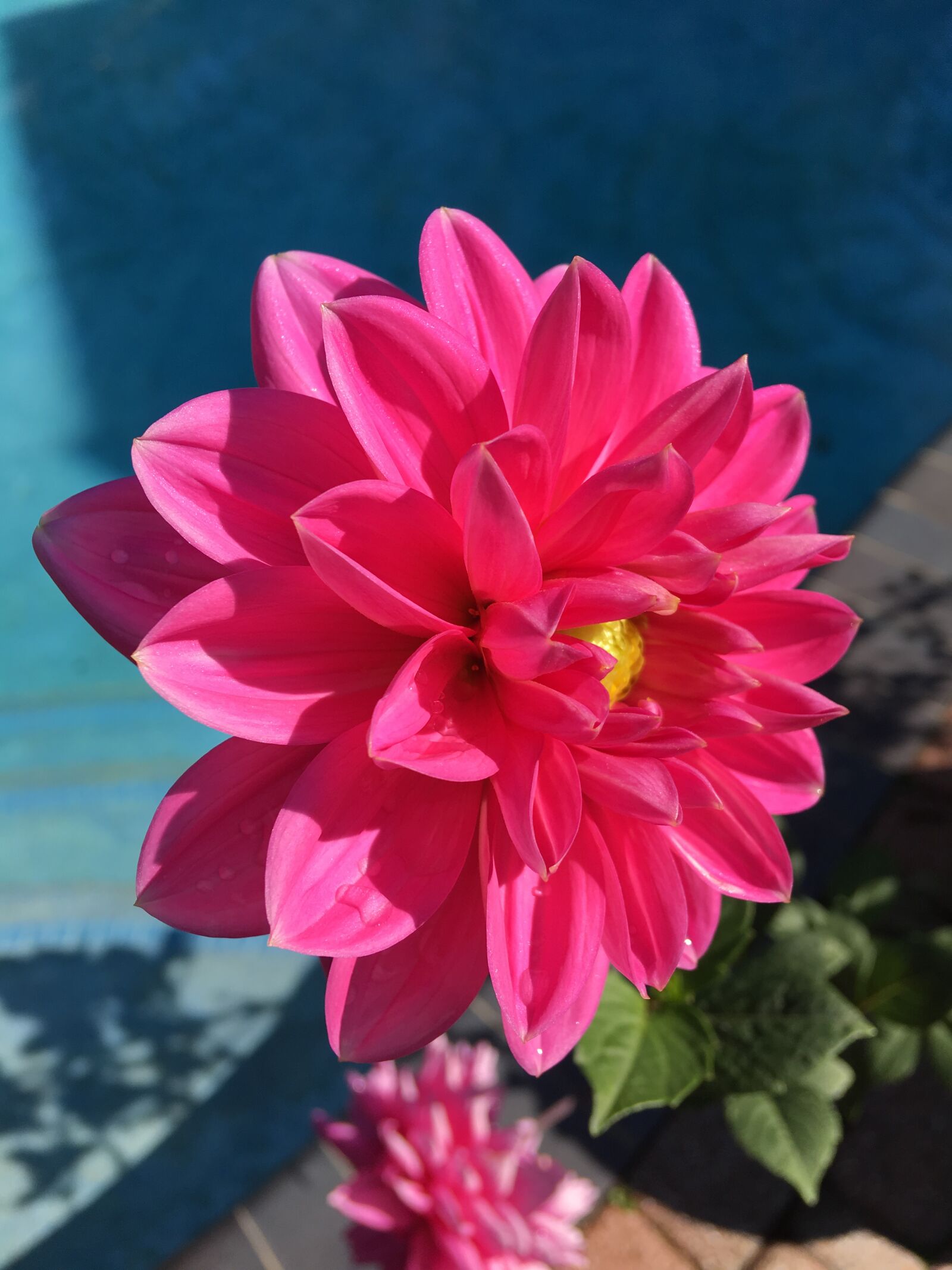 iPhone 6s Plus back camera 4.15mm f/2.2 sample photo. Dahlia, flower, garden photography