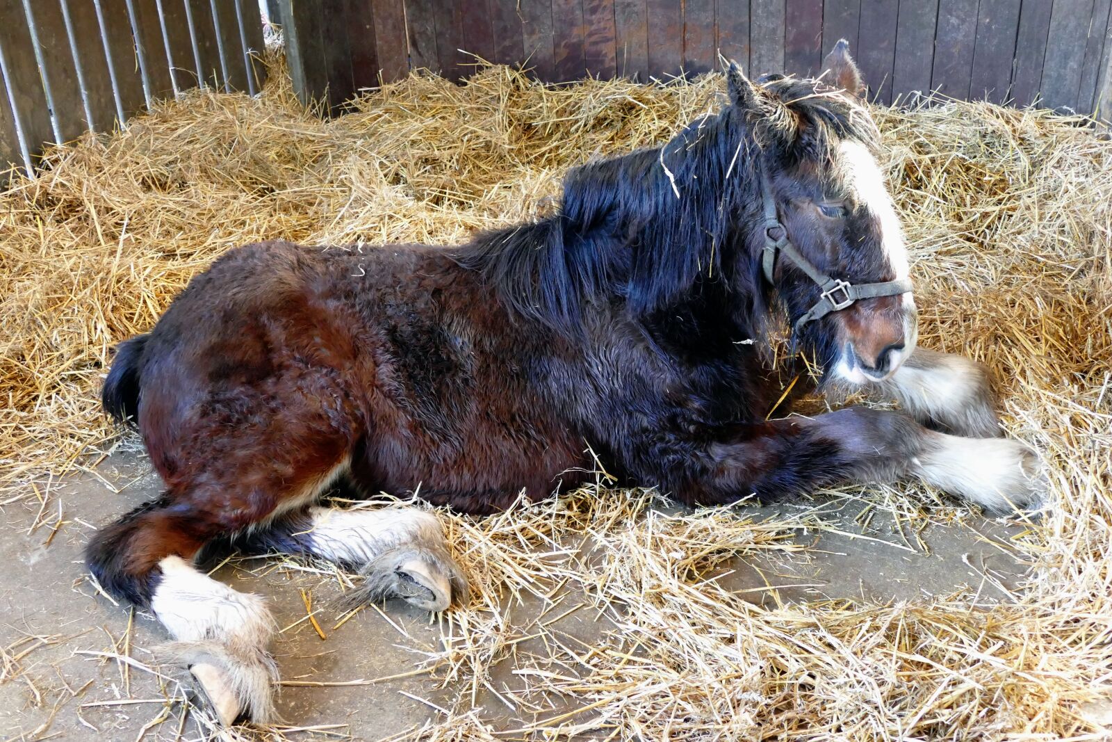 Panasonic Lumix DMC-FZ1000 sample photo. Animal, horse, mammal photography