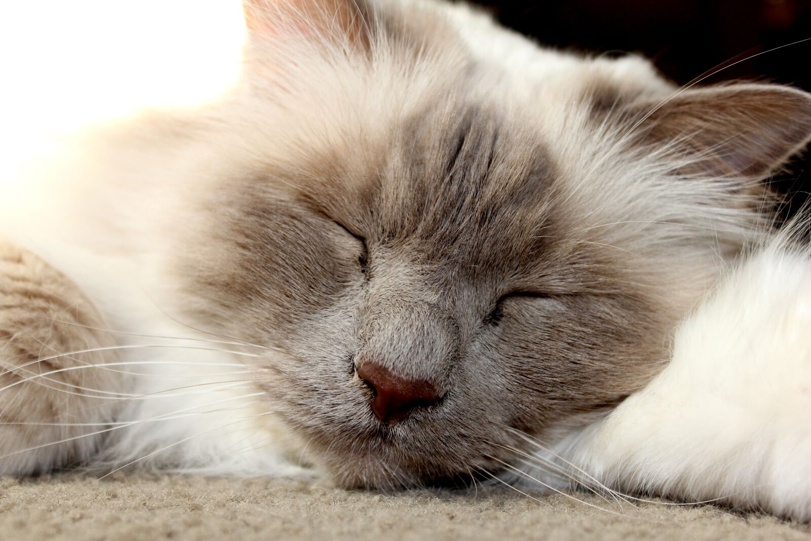 Canon EOS 60D sample photo. Cat, feline, pet photography