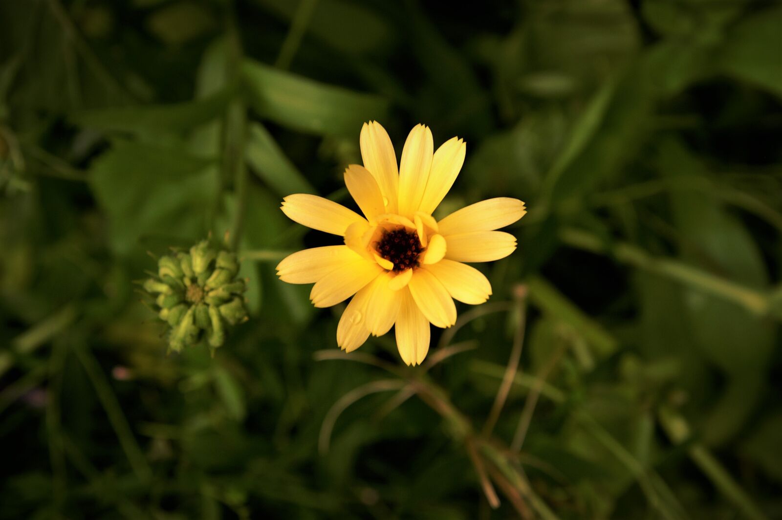 KONICA MINOLTA DYNAX 7D sample photo. Yellow, summer, nature photography