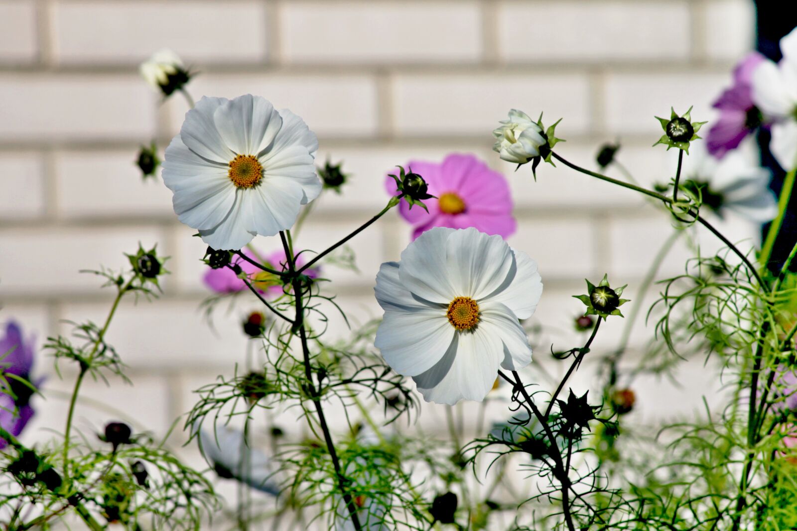 Canon EOS 1100D (EOS Rebel T3 / EOS Kiss X50) sample photo. Cosmea, flower, cosmos bipinnatu photography