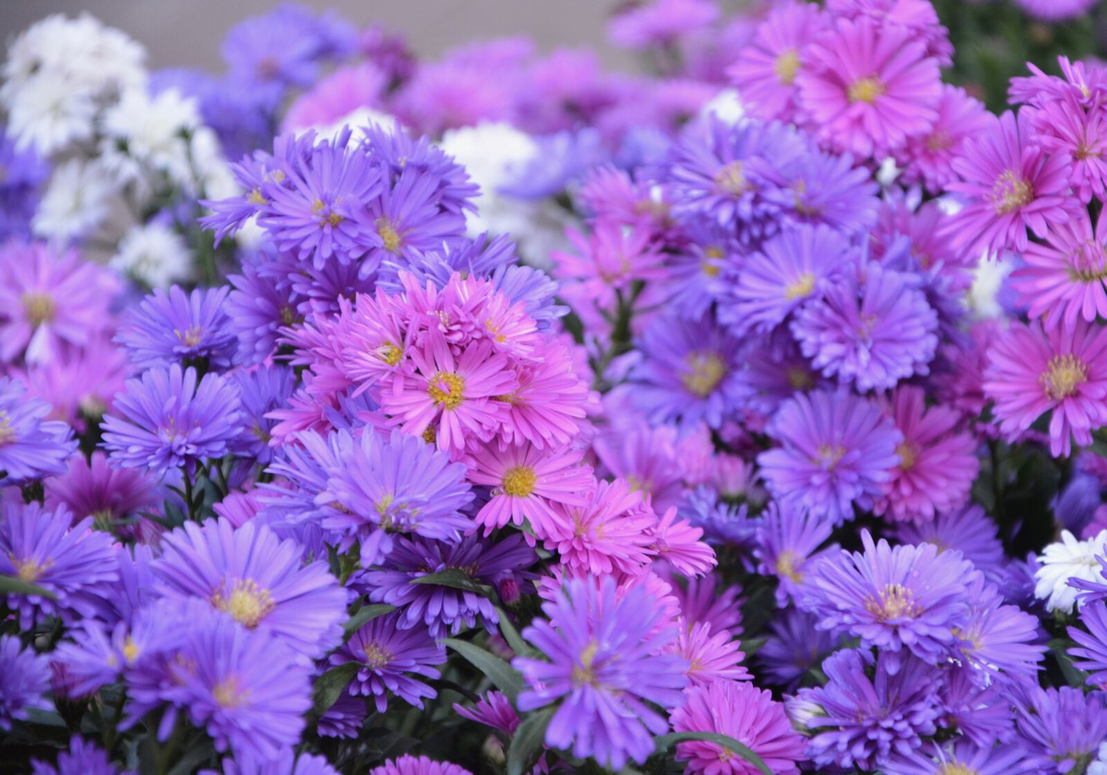 Nikon D5200 sample photo. Flowers pomponnettes, flower, pink photography