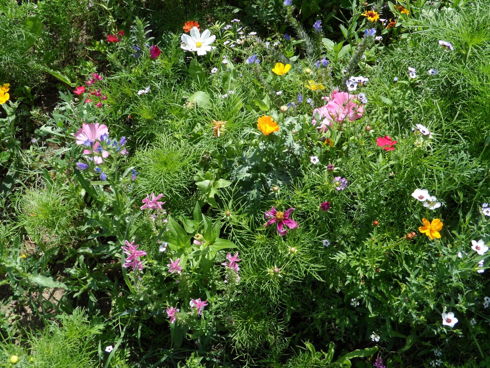 Samsung WB150 / WB150F / WB152 / WB152F / WB151 sample photo. Summer meadow, meadow, flowers photography